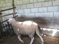كبش, Baerchuke sheep — الصورة 2