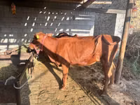 Bulle, Limousin-Kuh — Foto 6