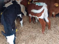Bulle, Simmental cattle — Foto 1