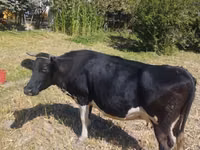 Vaca, Russian Black pied cattle — foto 1