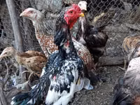 Chickens — Foto 2