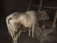 母牛, Cattle — 照片 2