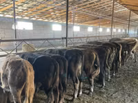 公牛, Cattle — 照片 2