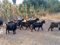 Goat, Alpine goat — photo 3