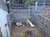 Ducks — Foto 2