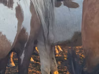 Pferde (Partie, Geschlecht nicht angegeben), Horse breed — Foto 5