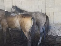 Caballo, Caballos — foto 1