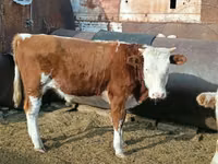 Bulle, Simmental cattle — Foto 5