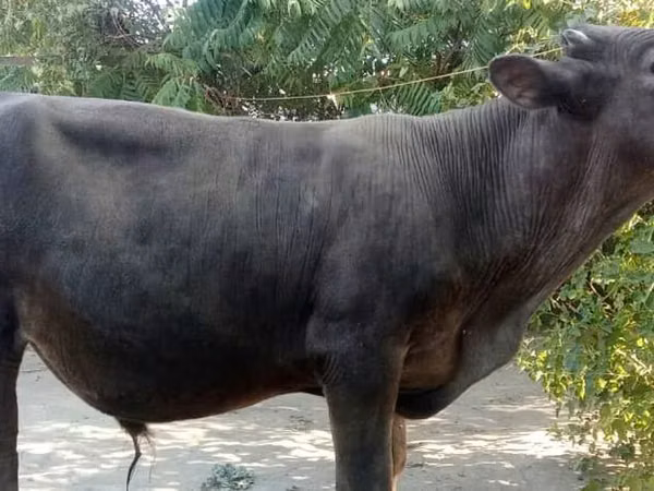 公牛, Swiss cattle — 吉尔吉斯斯坦