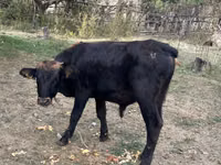 公牛, Cattle — 照片 5