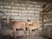Goat, Alpine goat — photo 8