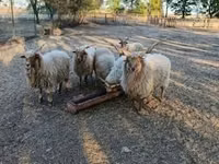 Schaf, Racka sheep — Foto 1