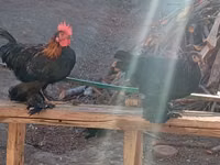 Chickens — photo 7