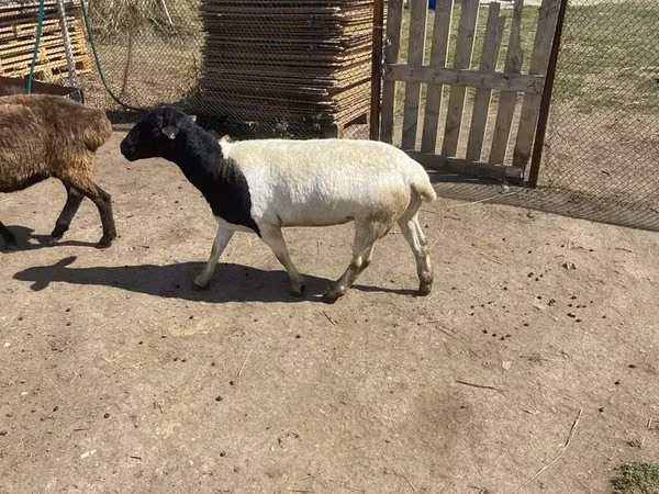 Кочкор, Дорпер кой