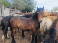 Жылқылар (топ, жынысы көрсетілмеген), Horse breed — 1-сурет