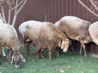 Schaf, Arashan sheep — Foto 7