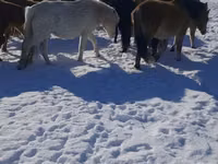Stute, Yakutian horse — Foto 1
