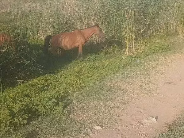 فرس, الخيول — أوزبكستان