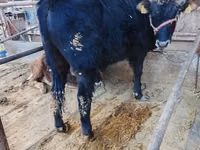 公牛, Aberdeen-Angus — 照片 1