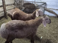 Carnero, Arashan sheep — foto 3
