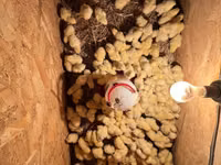 Chickens — Foto 1