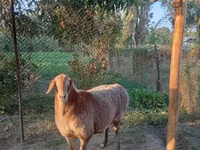 Oveja, Arashan sheep — foto 1