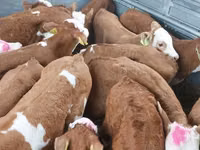 Bulle, Simmental cattle — Foto 3