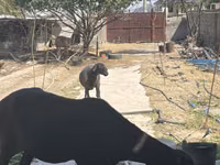 Oveja, Arashan sheep — foto 4