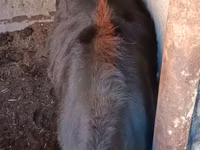 母牛, Cattle — 照片 3