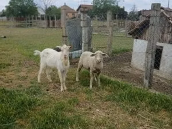كبش, Merino sheep