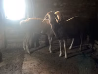 Widder, Arashan sheep — Foto 3