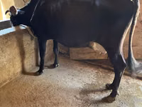 Kuh, Russian Black pied cattle — Foto 6