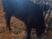 Vaca, Vaca Limousin — foto 4