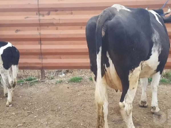 Rinder (Partie, Geschlecht nicht angegeben), Russian Black pied cattle