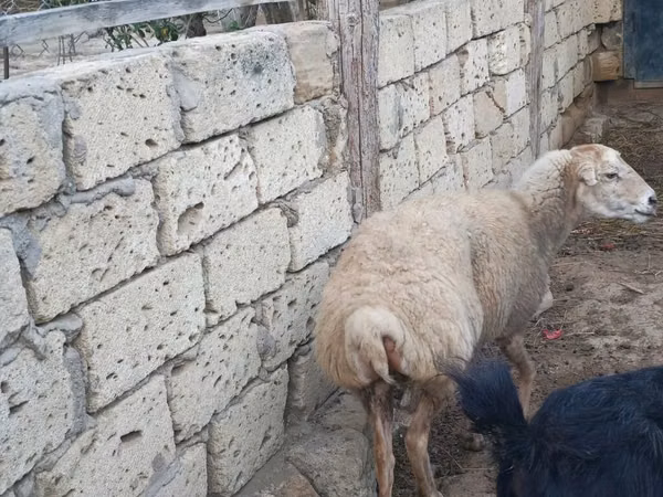 Oveja, Ovejas