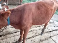 गाय, मवेशी — फ़ोटो 1