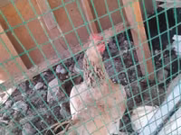 Chickens — 1-rasm