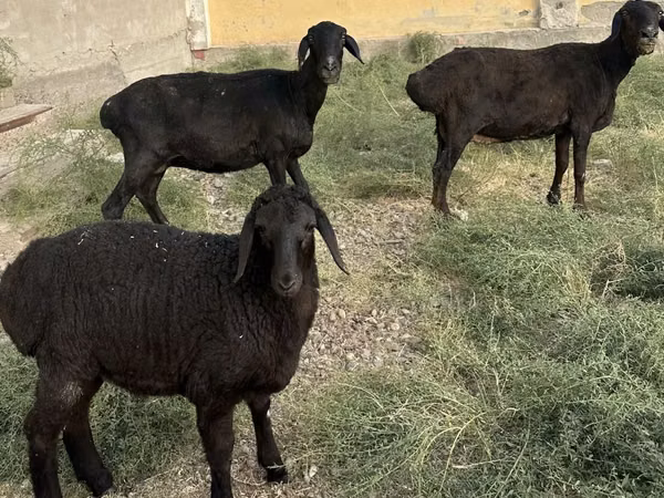 Carnero, Ovejas