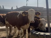 Rinder (Partie, Geschlecht nicht angegeben), Simmental cattle — Foto 2