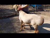 Sheep, Arashan sheep — photo 2