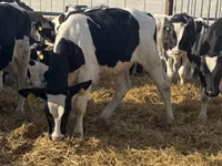 Bulle, Russian Black pied cattle — Foto 6
