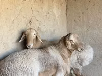 Schafe (Partie, Geschlecht nicht angegeben), Arashan sheep — Foto 6