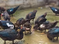 Ducks — 照片 3