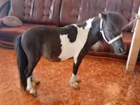 Hengst, Falabella — Foto 4