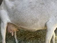母山羊, Goats — 照片 1