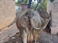 母牛, Cattle — 照片 1