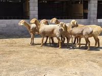 Schaf, Arashan sheep — Foto 2