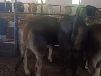 Vaca, Raza Alatau — foto 6