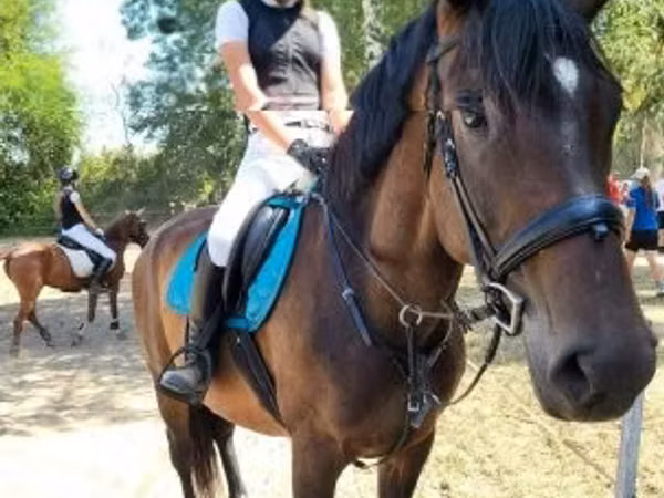 Mare, Horses