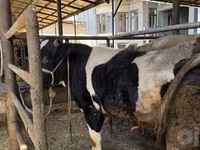 Bulle, Russian Black pied cattle — Foto 2